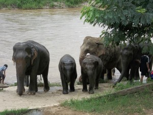day with elephants on counselling retreat