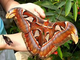 The incredible silent giant: The Atlas Moth